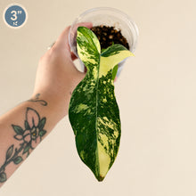 Charger l'image dans la galerie, Philodendron Florida Beauty X Mayoi en pot, feuilles vertes panachées crème et vert