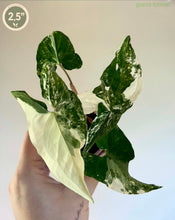 Charger l'image dans la galerie, Syngonium albo