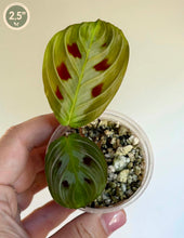 Load image into Gallery viewer, Maranta Black