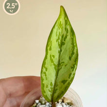 Charger l'image dans la galerie, Aglaonema roméo en pot de billes, une feuille vert clair tachetée, mains tenant