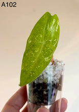 Charger l'image dans la galerie, Feuille d’alocasia vert vif dans un petit pot transparent avec terre