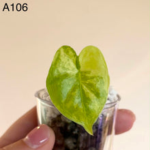 Charger l'image dans la galerie, Jeune Alocasia à feuilles vertes en forme de cœur dans un pot transparent