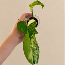 Charger l'image dans la galerie, Philodendron violon panaché en pot, 2 feuilles vertes et crème