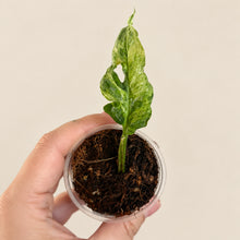 Load image into Gallery viewer, Monstera Adansonii mouchetée en pot, feuille verte découpée