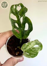 Charger l'image dans la galerie, Monstera Adansonii tachetée en pot, jeunes feuilles vert clair et vert vif