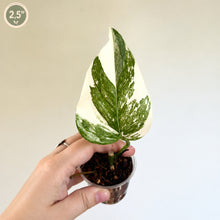 Charger l'image dans la galerie, Plante Epipremnum Aureum Colorado Constellation en pot, feuilles vertes panachées crème