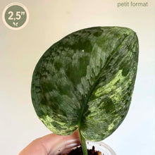 Load image into Gallery viewer, Plant Scindapsus en pot, grandes feuilles vert foncé à marbrures vert clair