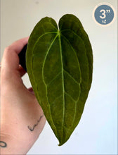 Charger l'image dans la galerie, Feuille d’anthurium verte en forme de cœur, repère 3