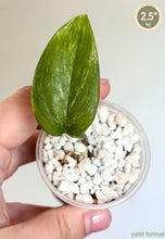 Load image into Gallery viewer, Scindapsus Blue Albo