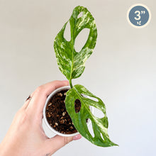 Load image into Gallery viewer, Monstera d’Adansonii Indo Mint en pot, feuilles vertes ajourées et tige grimpante.