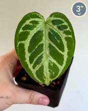 Charger l'image dans la galerie, Feuille d’anthurium vert foncé à nervures claires, en petit pot noir