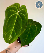 Load image into Gallery viewer, Plante d’anthurium à grandes feuilles vertes, tenues dans une main