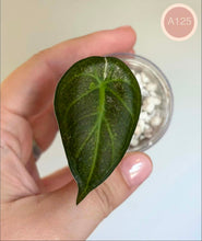 Charger l'image dans la galerie, Feuille d’alocasia Regal Shield Albo #A125, vert foncé, nervures claires