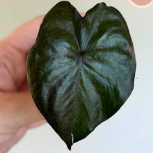 Load image into Gallery viewer, Feuille d’alocasia vert foncé en cœur avec nervures marquées