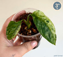 Load image into Gallery viewer, Monstera d’Adansonii Indo Mint en pot, deux feuilles vertes tachetées et sol visible.