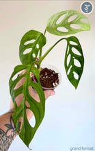Load image into Gallery viewer, Monstera d’Adansonii en pot, grandes feuilles ajourées vertes, sol brun.