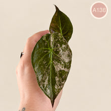 Charger l'image dans la galerie, Feuille d’Alocasia vert foncé, nervures claires, bord pointu