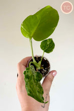 Charger l'image dans la galerie, Jeune plant de Monstera variegata en pot, feuilles vertes tachetées