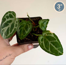 Charger l'image dans la galerie, Anthurium en pot, feuilles vert foncé nervurées de lignes claires.