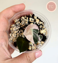 Charger l'image dans la galerie, Jeune Alocasia à feuilles en cœur vert foncé et rose pâle, en godet transparent avec substrat