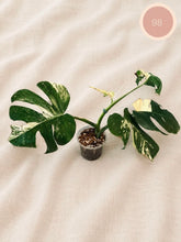 Load image into Gallery viewer, Monstera variegata à feuilles vertes avec taches blanches, plante en pot gris.