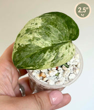 Load image into Gallery viewer, Feuille de Scindapsus Hologram vert marbré, en pot avec billes blanches
