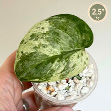 Load image into Gallery viewer, Feuille de Scindapsus Hologram vert marbré, en pot avec billes blanches