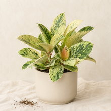 Charger l'image dans la galerie, Ficus Moonshine en pot avec feuilles vert clair tachetées de jaune, pot crème