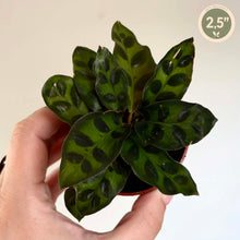 Charger l'image dans la galerie, Plante Calathea rufibarba aux feuilles vert foncé striées, vue rapprochée