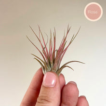 Charger l'image dans la galerie, Tillandsia ionantha en rosette vert foncé, centre rose et tiges rougeâtres