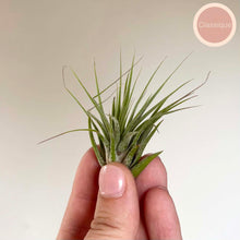 Charger l'image dans la galerie, Tillandsia ionantha en rosette verte, tenue entre les doigts