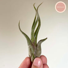 Charger l'image dans la galerie, Tillandsia ionantha en rosette vert sombre, feuilles incurvées