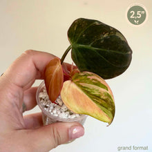 Charger l'image dans la galerie, Philodendron rose micans en pot, feuilles vert foncé et jeunes pousses rosées