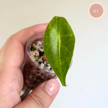 Charger l'image dans la galerie, Jeune Alocasia Longiloba Albo, feuille vert vif marquée de blanc, tenue à la main.