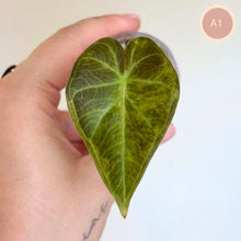 Charger l'image dans la galerie, Feuille d’alocasia en forme de cœur, vert foncé et nervures jaunes