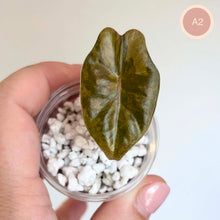 Charger l'image dans la galerie, Feuille d’Alocasia Aurea vert foncé aux nervures claires, vue de face