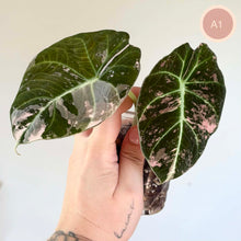 Charger l'image dans la galerie, Feuilles d’Alocasia vert foncé panachées, nervures claires et taches rose pâle