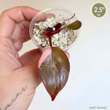 Charger l'image dans la galerie, Philodendron Pink Princess Marble King, petite feuille marbrée vert et rose