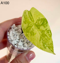 Charger l'image dans la galerie, Alocasia mini en pot transparent, grande feuille vert citron veines claires, substrat blanc