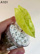 Charger l'image dans la galerie, Alocasia mini en pot transparent : feuille vert citron mouchetée, substrat blanc