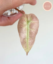 Charger l'image dans la galerie, Feuille d’Alocasia amazonica Polly Pink Mint, grande feuille, nervure verte, rosée.