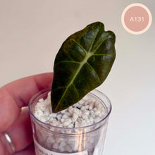 Charger l'image dans la galerie, Feuille d’alocasia sombre en pot transparent avec substrat blanc, vue rapprochée