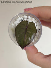 Charger l'image dans la galerie, Alocasia Serendipity Pink