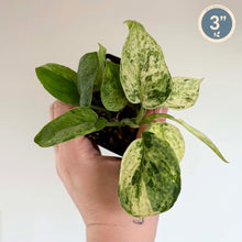 Load image into Gallery viewer, Scindapsus Marble Queen en pot, feuilles panachées vert clair et vert foncé
