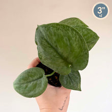 Load image into Gallery viewer, Jeune plante grimpante aux feuilles vertes épaisses, tige visible et feuille étalée