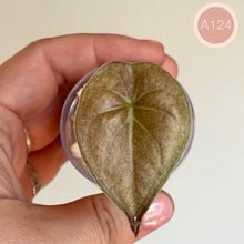 Charger l'image dans la galerie, Alocasia en pot : feuille unique vert foncé mouchetée, nervures claires