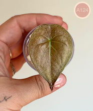 Charger l'image dans la galerie, Alocasia en pot : feuille unique vert foncé mouchetée, nervures claires