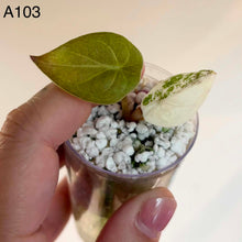 Charger l'image dans la galerie, Alocasia en pot : deux feuilles, vert et blanc crème tachetés, substrat clair