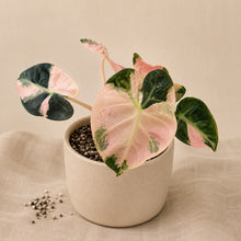 Charger l'image dans la galerie, Alocasia en pot à feuilles en forme de cœur rose et vert panaché