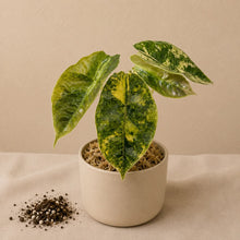 Charger l'image dans la galerie, Alocasia Azlanii Aurea